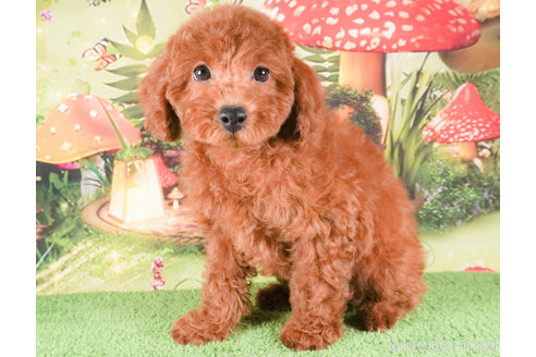 成約済の茨城県のトイプードル-283795の1枚目